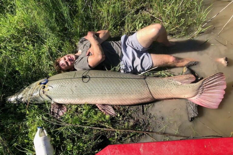 Texas, pescato un luccio alligatore del peso di 207 kg nel lago Corpus Christi: è record